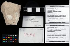 Foto (Objekt + Etikett) von Tuberosagalathea neojurensis (Patrulius, 1959)  (NHMW-GEO-2014-0194-0598)